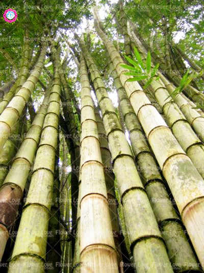 Bamboo Collaborations for Commercial Benefit.