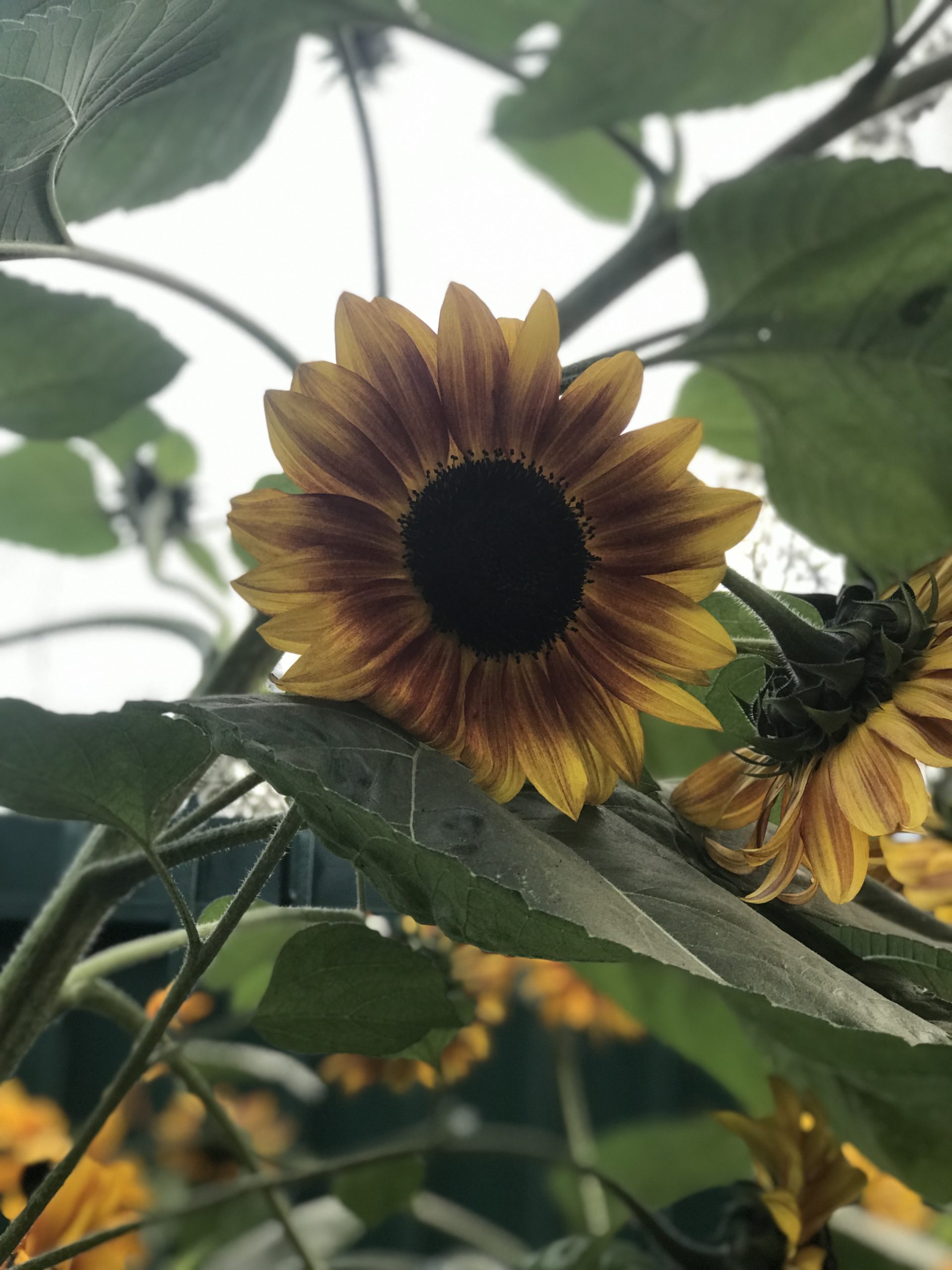 Replanting my vegi garden