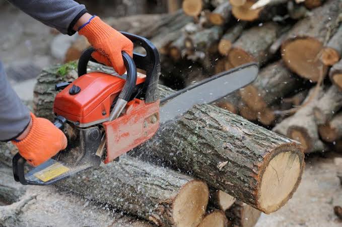Sample: A Day of Adventures with Chainsaws