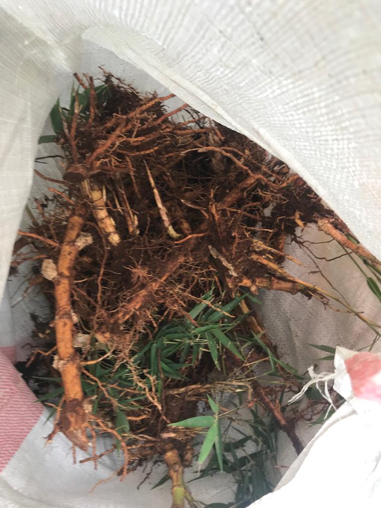 Harvest Bamboo