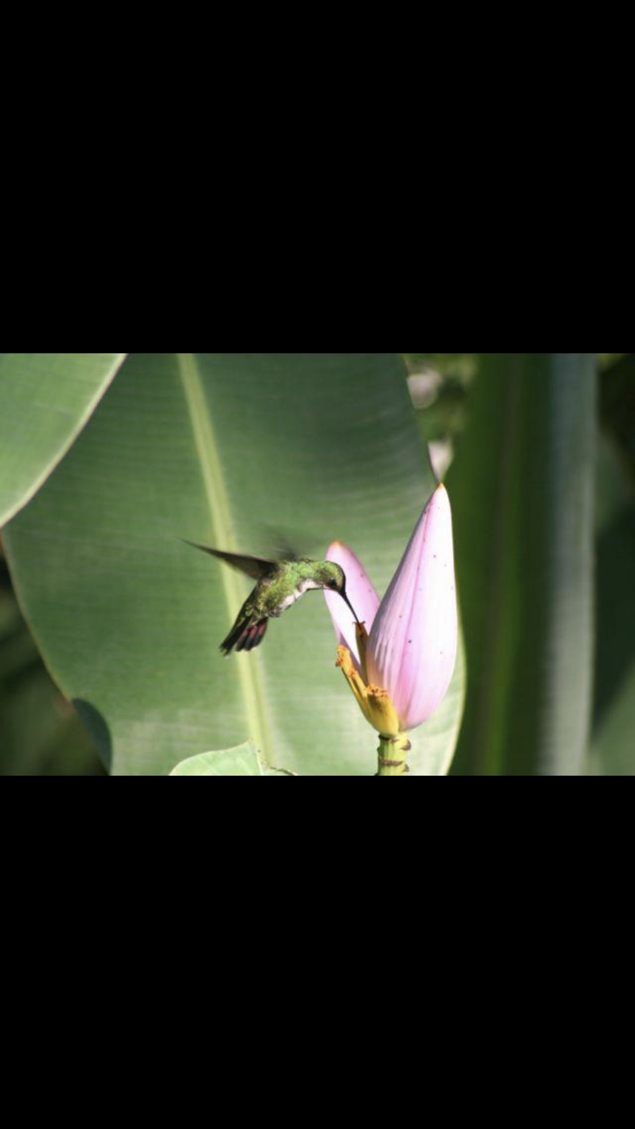 Programme seeks Biodiversity Open Data